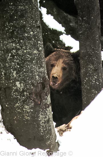 Orso nelle Foreste Bavaresi