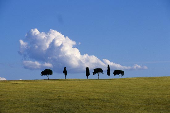 Filari nelle colline senesi